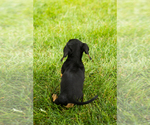 Small #6 Dachshund