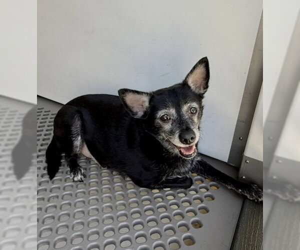 Medium Photo #1 Chihuahua Puppy For Sale in San Bernardino, CA, USA