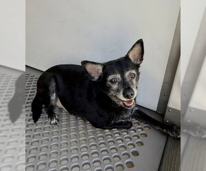 Chihuahua Dogs for adoption in San Bernardino, CA, USA