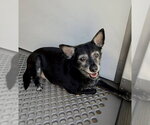 ELMER - Male Chihuahua Dog for Adoption - Small photo