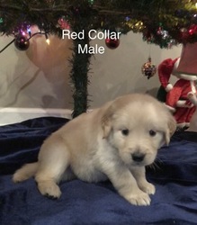 Golden Retriever Puppy for sale in PARAGOULD, AR, USA