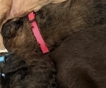 Small Photo #47 Bernedoodle Puppy For Sale in MOULTON, AL, USA