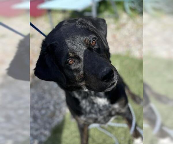 Medium Photo #1 Labrador Retriever-Unknown Mix Puppy For Sale in San Martin, CA, USA