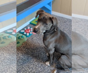 Freddy - Male Labrador Retriever-Rhodesian Ridgeback Mix Dog for Adoption - Photo #4