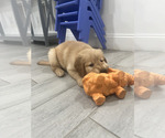 Small #1 Golden Retriever