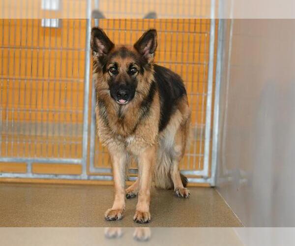 Medium Photo #1 German Shepherd Dog Puppy For Sale in West Valley, UT, USA