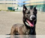 Small German Shepherd Dog Mix