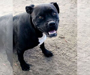 American Pit Bull Terrier-Unknown Mix Dogs for adoption in Fort Collins, CO, USA
