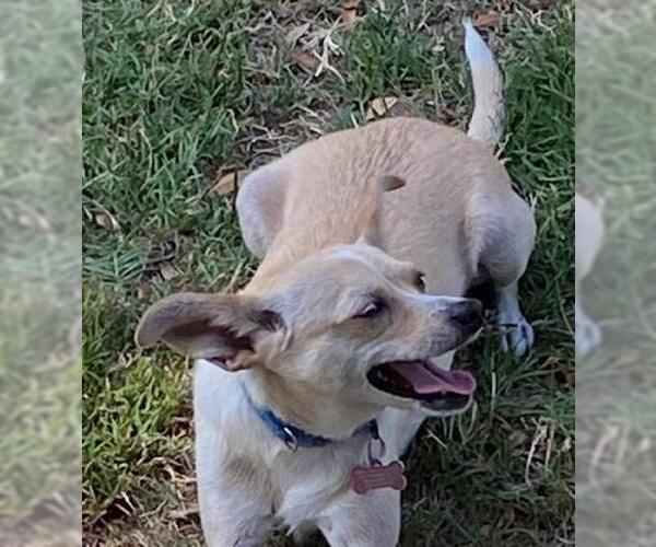 Medium Photo #2 Mutt Puppy For Sale in Pleasanton, CA, USA