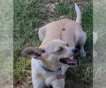 Small #1 Mutt