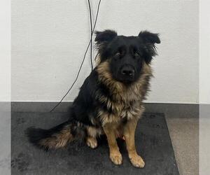 German Shepherd Dog-Unknown Mix Dogs for adoption in HESPERIA, CA, USA