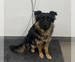 Small German Shepherd Dog Mix