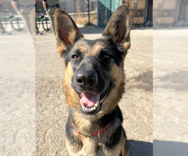 Medium Photo #1 German Shepherd Dog Puppy For Sale in Woodland, CA, USA