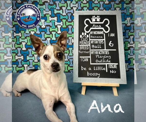 Medium Photo #3 Rat Terrier-Unknown Mix Puppy For Sale in Arcadia, FL, USA