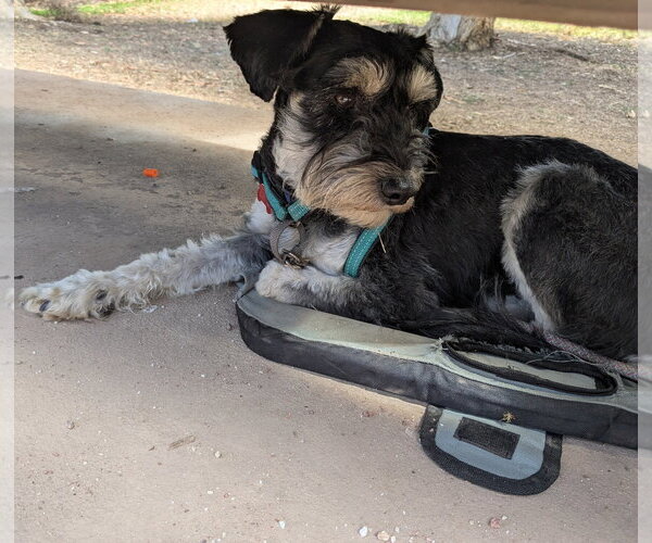Medium Photo #2 - Mix Puppy For Sale in San Diego, CA, USA
