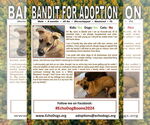 Small #2 German Shepherd Dog Mix