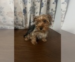 Small Photo #3 Yorkshire Terrier Puppy For Sale in DURHAM, CT, USA