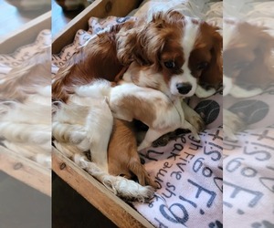 Mother of the Cavalier King Charles Spaniel puppies born on 07/08/2023