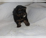 Small Photo #3 Poodle (Toy)-Yorkshire Terrier Mix Puppy For Sale in MOCKSVILLE, NC, USA