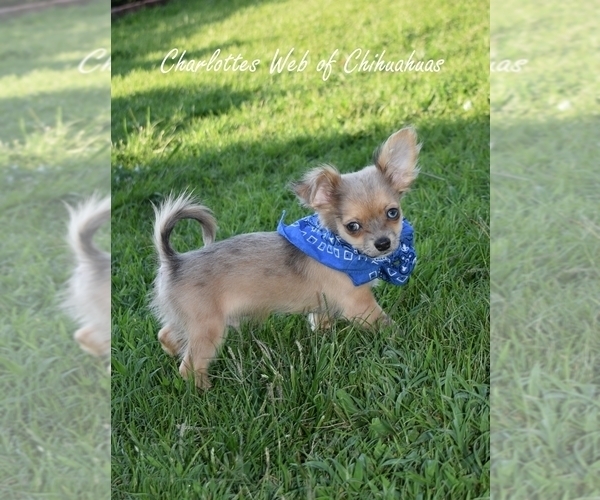 Medium Photo #4 Chihuahua Puppy For Sale in HAMPTON, VA, USA