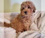 Small Photo #2 Labradoodle-Poodle (Miniature) Mix Puppy For Sale in PARADISE, PA, USA