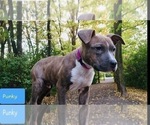 Small Photo #1 American Pit Bull Terrier Puppy For Sale in ABERDEEN, SD, USA