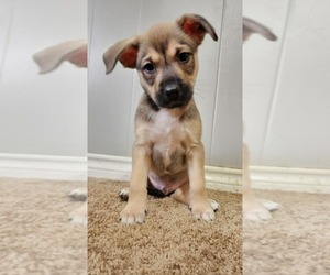 American Pit Bull Terrier-German Shepherd Dog Mix Puppy for sale in SAN ANGELO, TX, USA