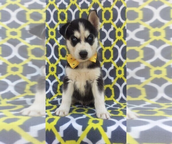 Medium Photo #1 Siberian Husky Puppy For Sale in LANCASTER, PA, USA