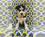Small Photo #1 Siberian Husky Puppy For Sale in LANCASTER, PA, USA