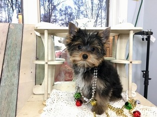Yorkshire Terrier Puppy for sale in ADAMSVILLE, TN, USA