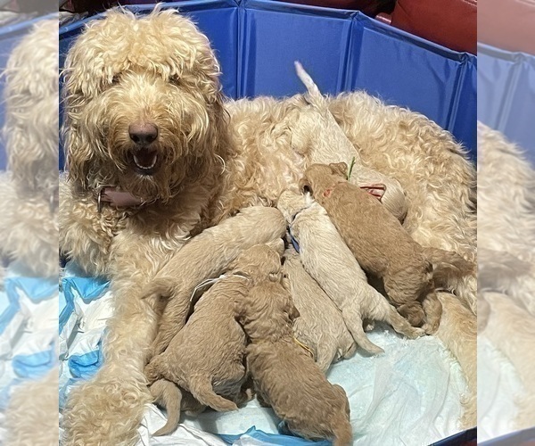 Medium Photo #19 Goldendoodle Puppy For Sale in NEW YORK, NY, USA