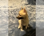 Small #77 Pomsky