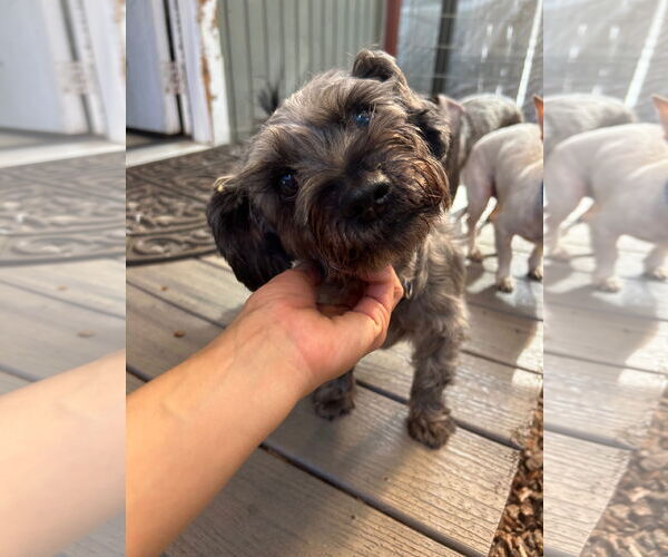 Medium Photo #4 Mutt Puppy For Sale in Sequim, WA, USA