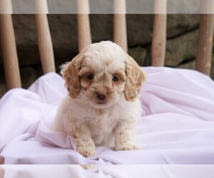 Cocker Spaniel-Poodle (Miniature) Mix Puppy for sale in FREDERICKSBG, OH, USA