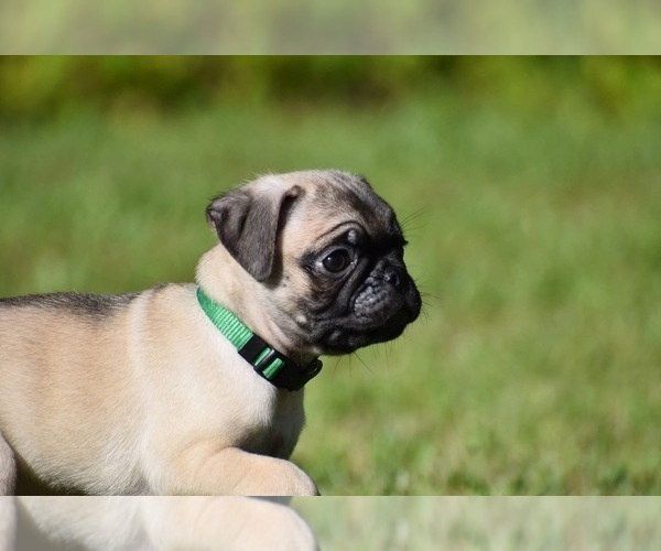 Medium Photo #5 Pug Puppy For Sale in PALM COAST, FL, USA