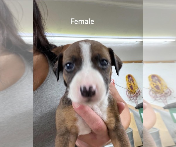 Medium Photo #1 Catahoula Leopard Dog-Labrador Retriever Mix Puppy For Sale in CONNERSVILLE, IN, USA