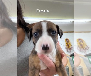 Catahoula Leopard Dog-Labrador Retriever Mix Puppy for sale in CONNERSVILLE, IN, USA