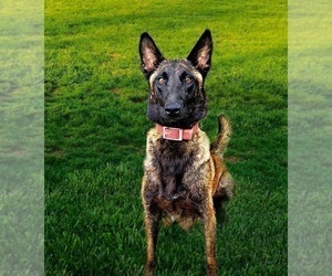 Mother of the Belgian Malinois puppies born on 05/15/2022