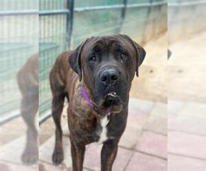 Mutt Dogs for adoption in Santa Maria, CA, USA