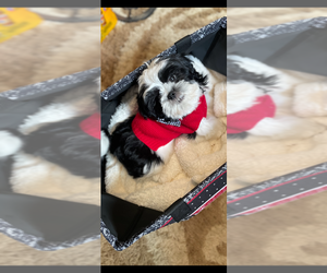 Shih Tzu Puppy for sale in BIG ROCK, TN, USA