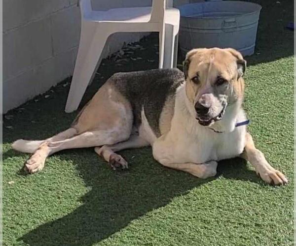 Medium Photo #8 Coonhound-Great Pyrenees Mix Puppy For Sale in Rockwall, TX, USA
