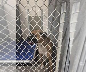 Boxer Dogs for adoption in St. Cloud, FL, USA