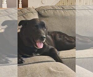 Medium Labrador Retriever Mix