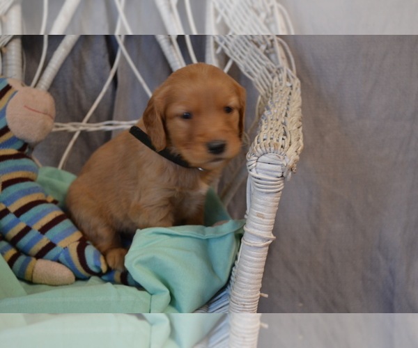 Medium Photo #1 Golden Retriever Puppy For Sale in OWEN, WI, USA