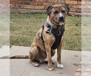 Guapo - Male Mutt Dog for Adoption - Photo #2