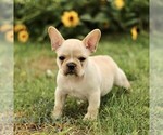 Small #3 French Bulldog