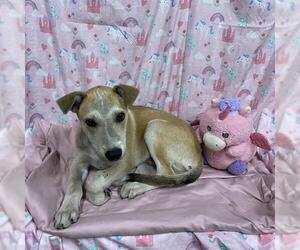 Siberian Husky-Unknown Mix Dogs for adoption in Modesto, CA, USA