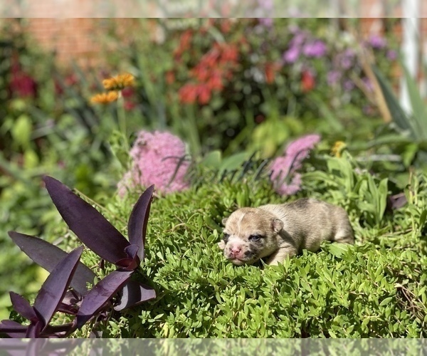 Medium Photo #14 Bullhuahua-Chihuahua Mix Puppy For Sale in RAWSONVILLE, MI, USA