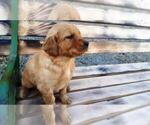 Small Golden Retriever