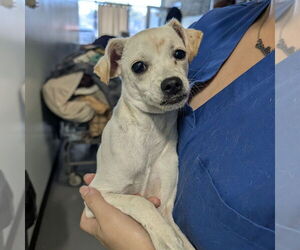 Mutt Dogs for adoption in Chico, CA, USA